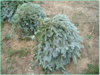 Boughs are harvested and tied in 40 pound bundles.