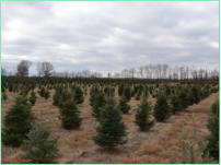 Balsam Fir Christmas Tree Plantation - notice weed control