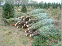 Fraser Fir Trees harvested with a Howey Twine Baler - notice the bottom tree tags