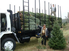 Field Workers loading our delivery truck with Wholesale Trees.